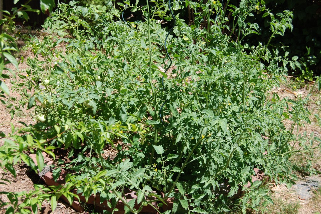 My Tomato Jungle